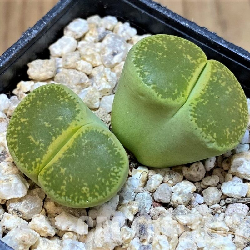 SH30946 Lithops lesliei 'Albinica'