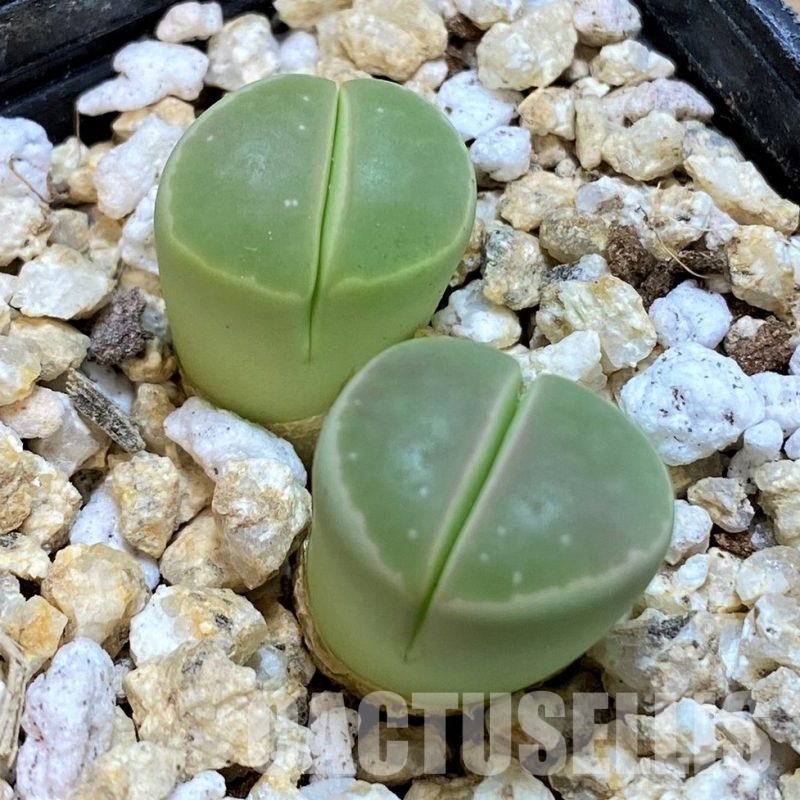 SH30947 Lithops olivacea