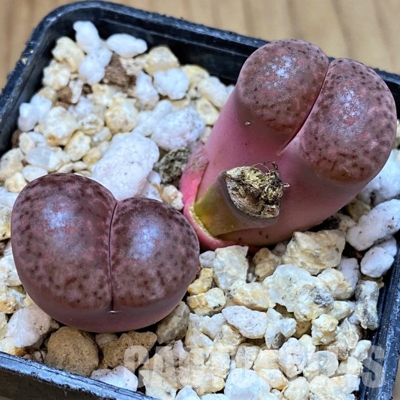 SH30948 Lithops bromfieldii 'Embers'