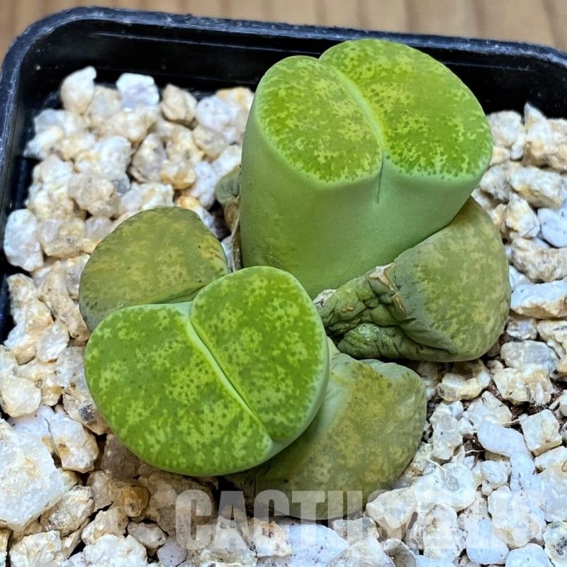 SH30952 Lithops lesliei ‘Albinica’