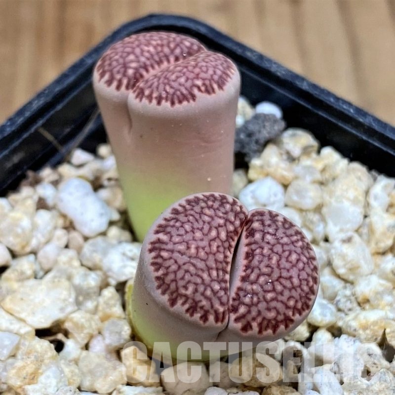 SH30954 Lithops julii 'Kikushogiyoku' hybrid