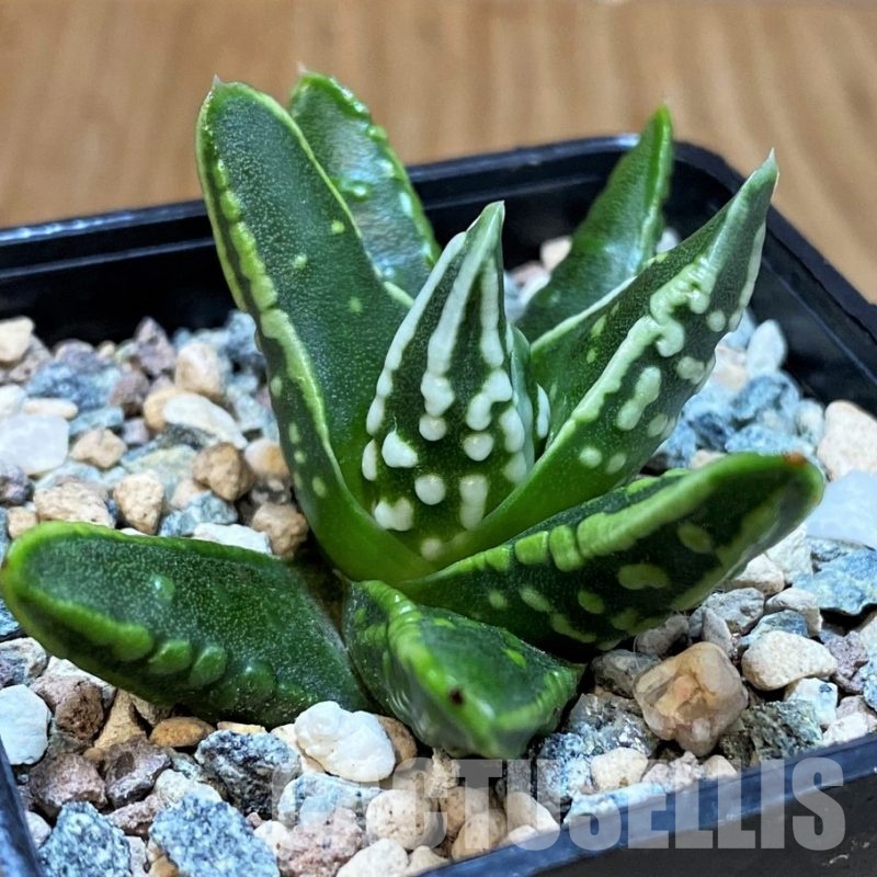 SH30955 Haworthia pumila 'Emperor'