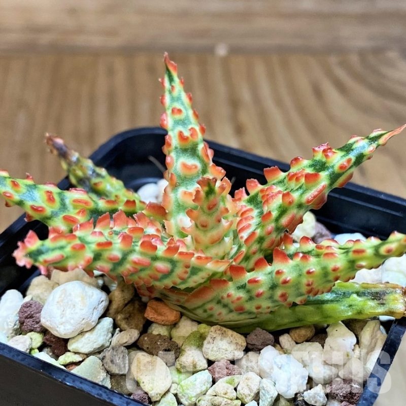 SH30957 Aloe TCT hybrid