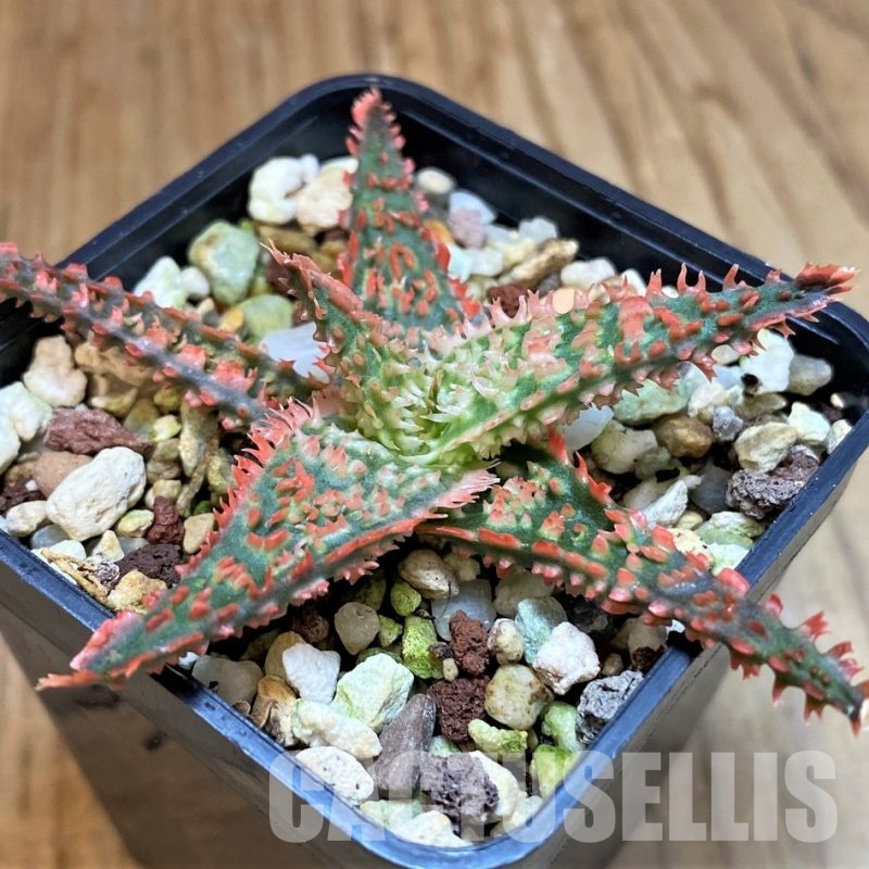 SH30958 Aloe TCT hybrid
