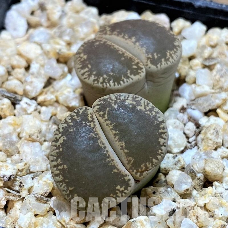 SH30897 Lithops lesliei v. maraisii