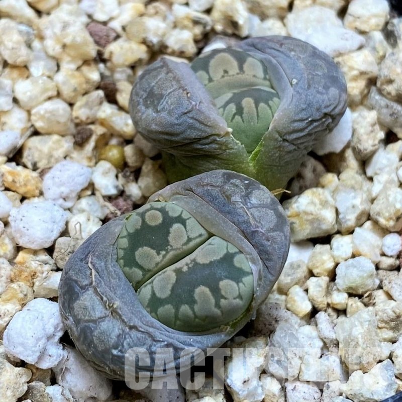 SH30904  Lithops otzeniana