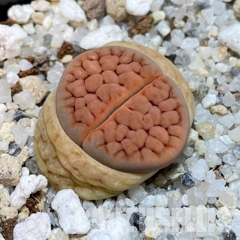 SH30888 Lithops karasmontana