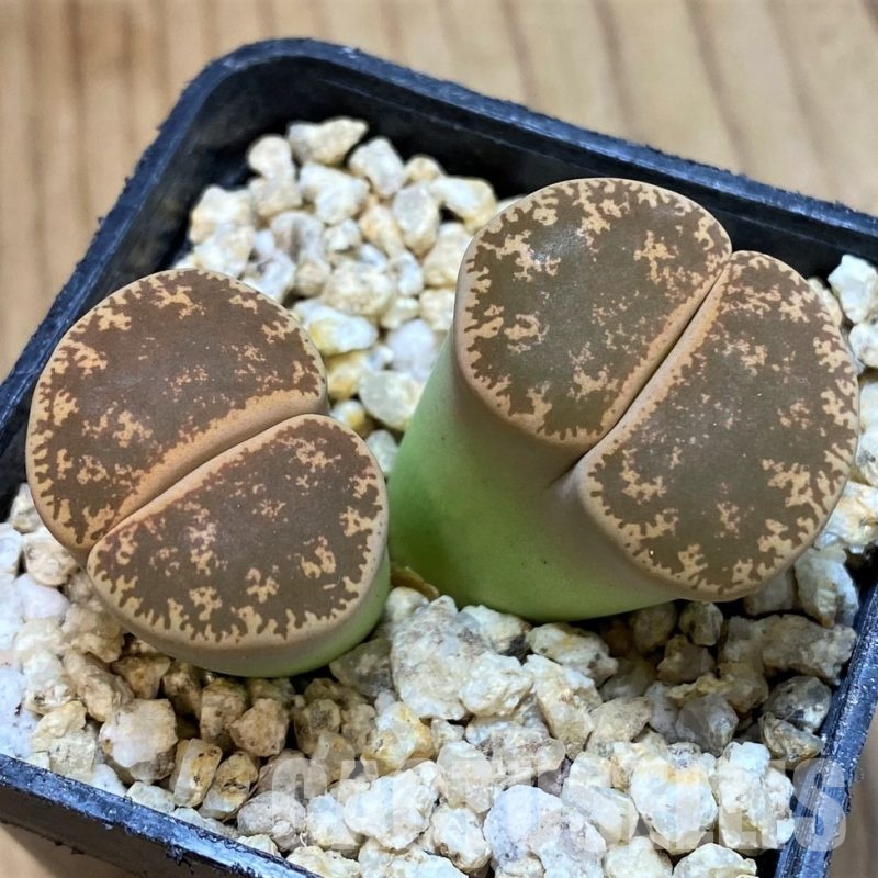 SH30905 Lithops lesliei