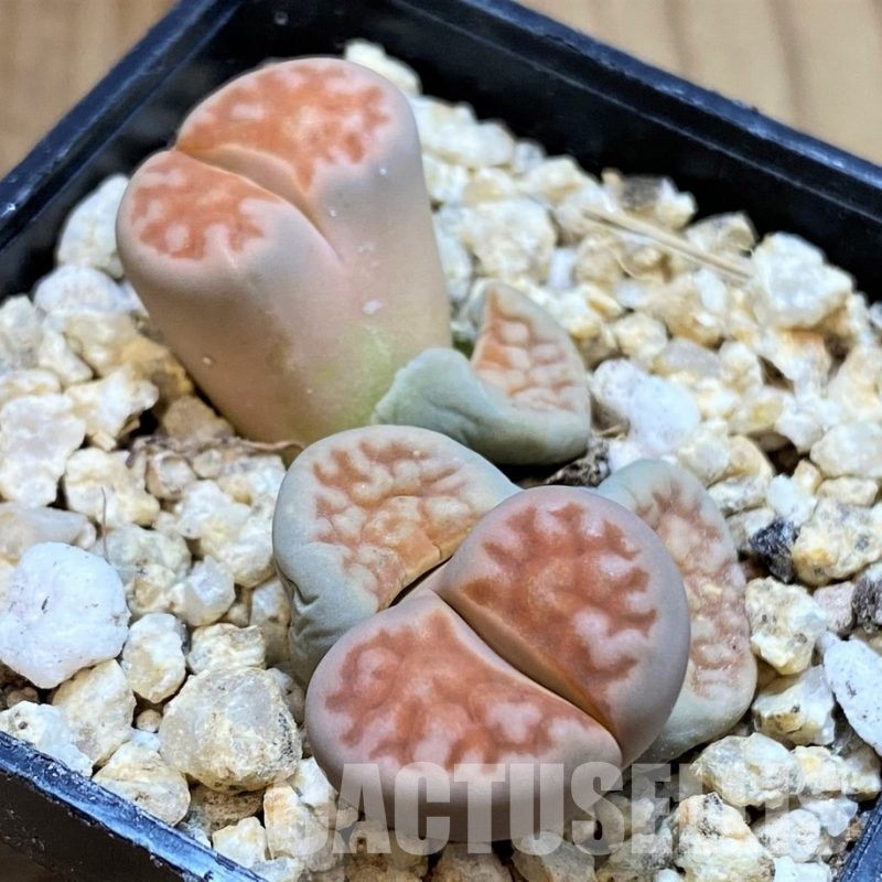 SH30908 Lithops karasmontana v. mickbergensis