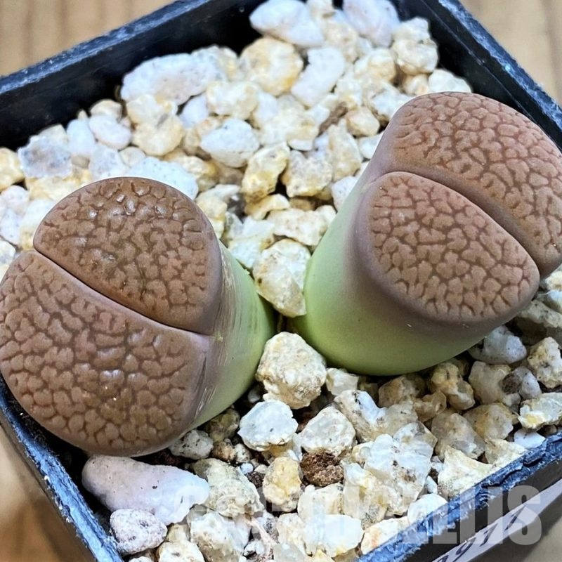 SH30911 Lithops hookeri