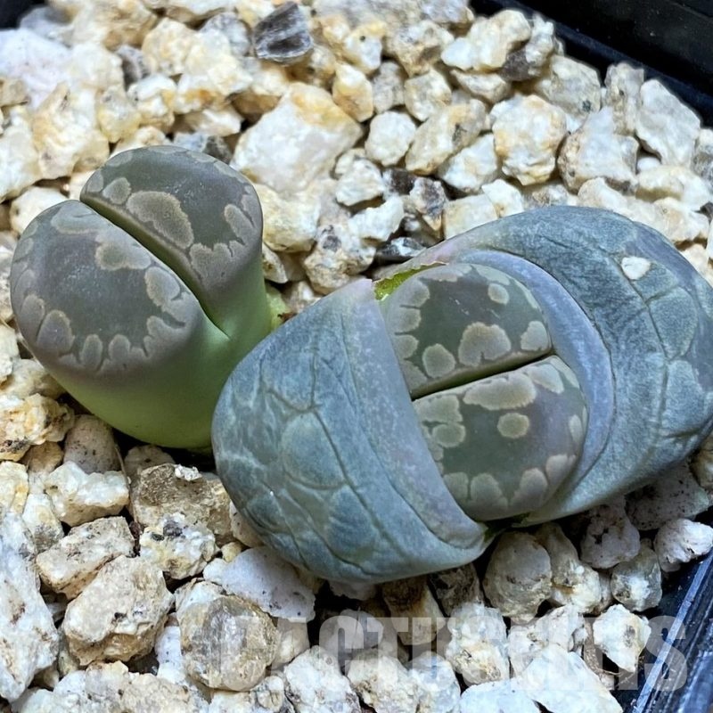 SH30912  Lithops otzeniana