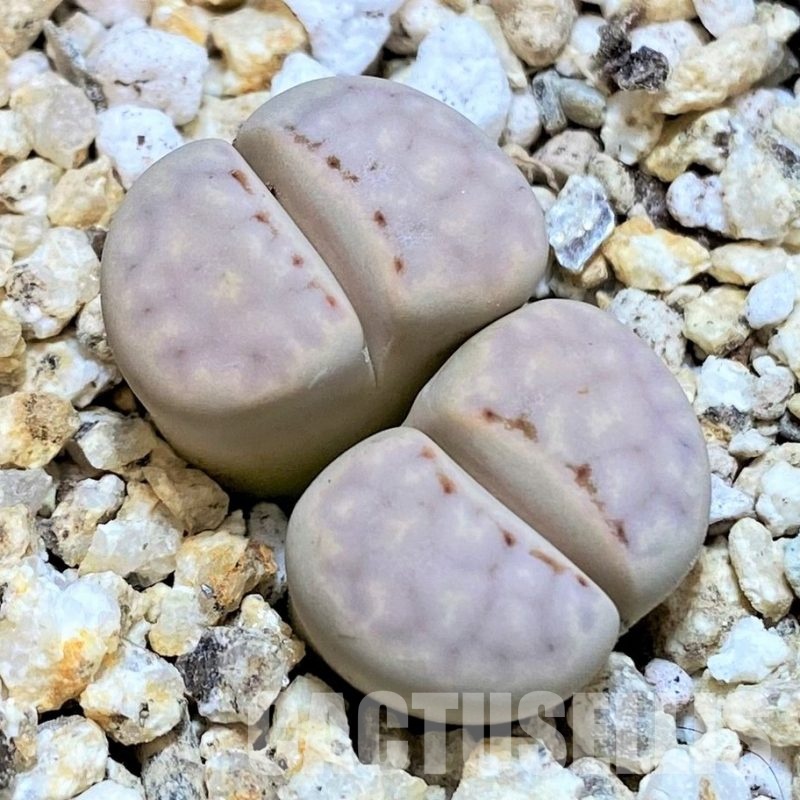 SH30914 Lithops julii 'Littlewoodii'