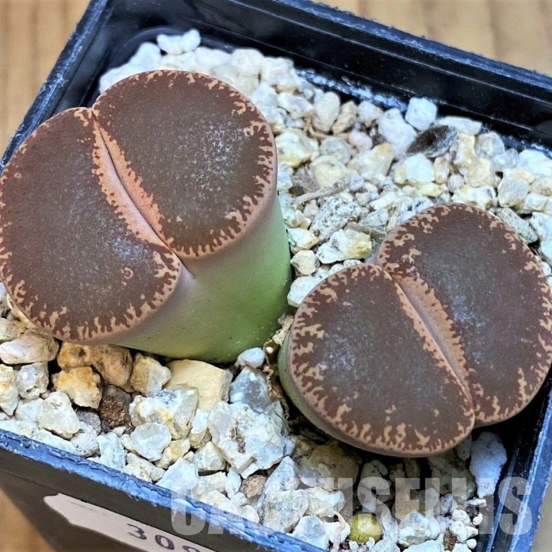 SH30916 Lithops lesliei v. maraisii