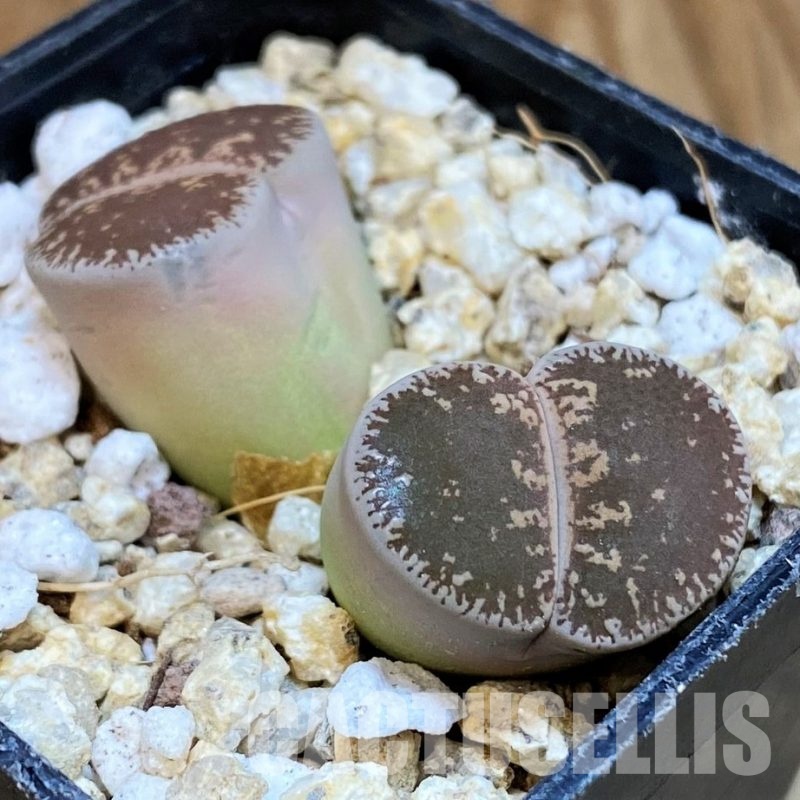 SH30918 Lithops lesliei v. maraisii