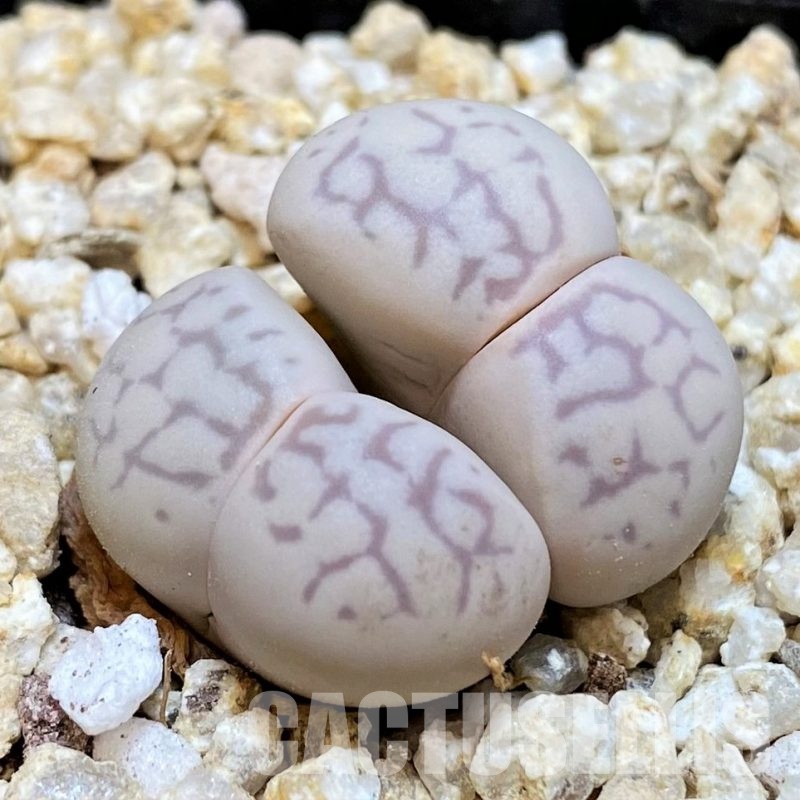 SH30919 Dinteranthus vanzylii