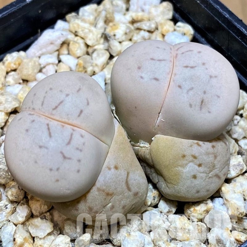 SH30920 Dinteranthus vanzylii