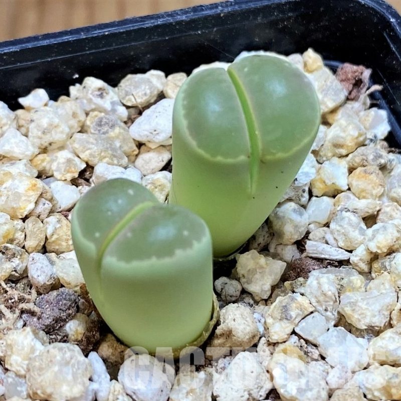 SH30923 Lithops olivacea
