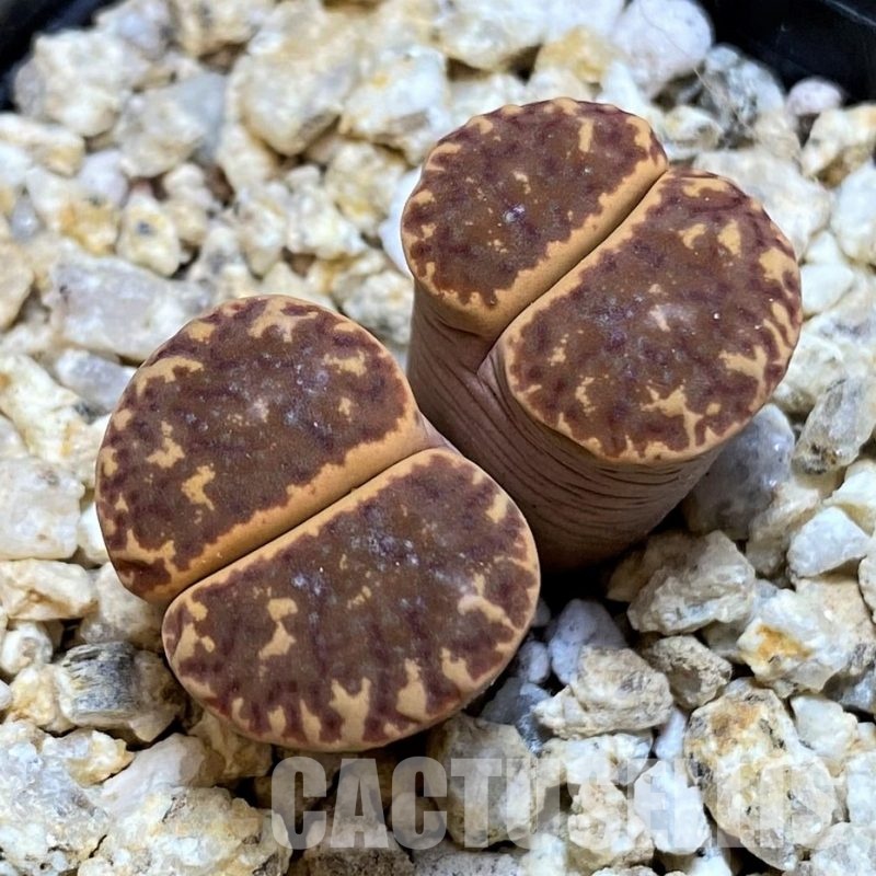 SH30924 Lithops bromfieldii