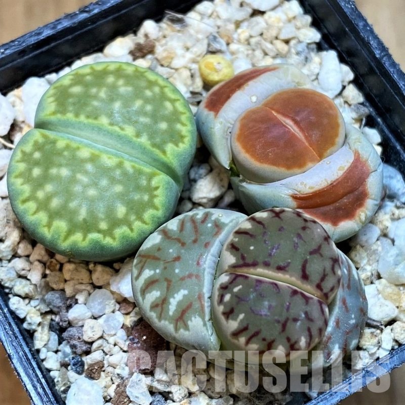 SH30890 Lithops mix