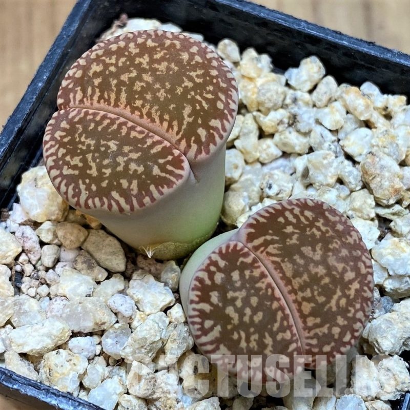 SH30930 Lithops aucampiae v. euniceae