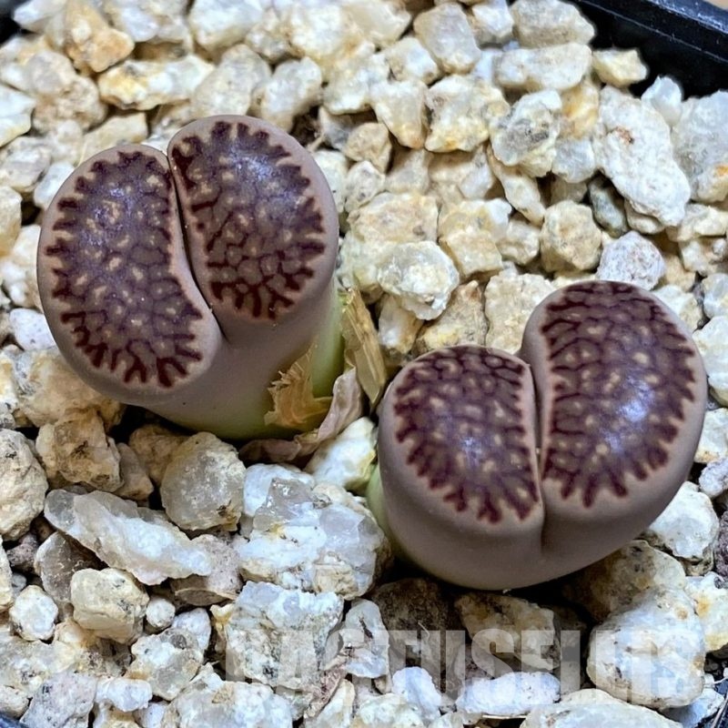 SH30932 Lithops julii 'Kikushogiyoku' hybrid