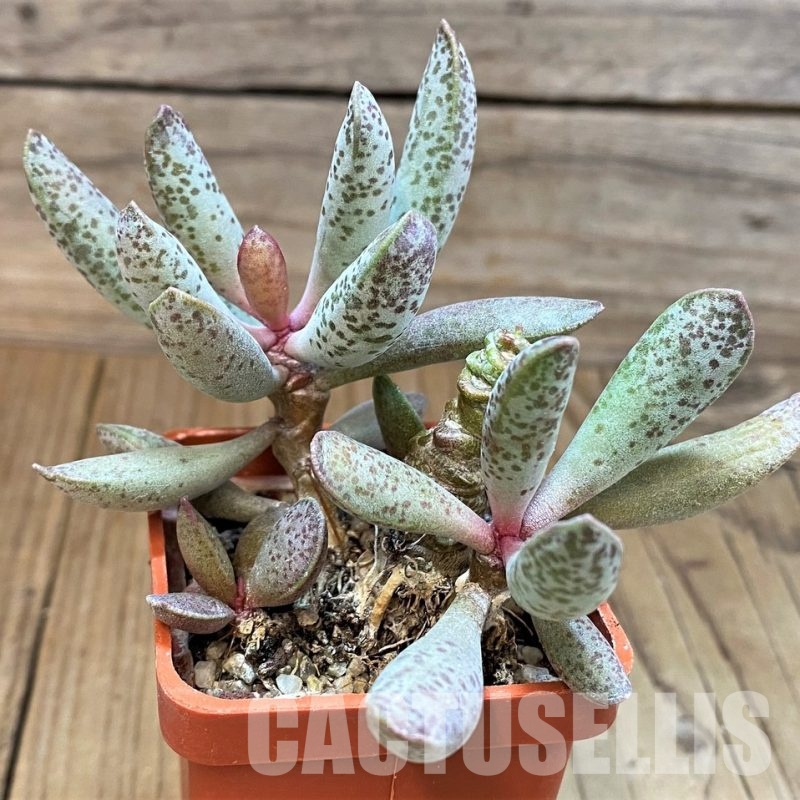 SH31057 Adromischus mammillaris 'Buffelspoort'