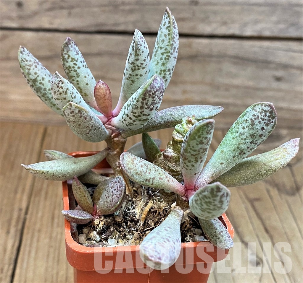 SH31057 Adromischus mammillaris 'Buffelspoort'