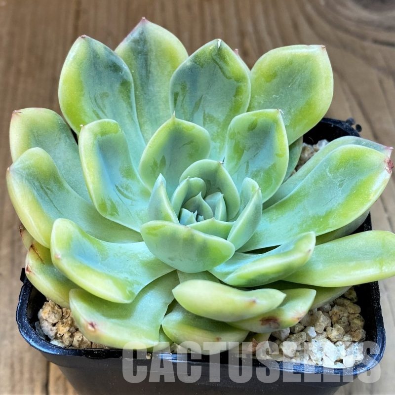 SH31088 Echeveria ‘Moon Fairy’