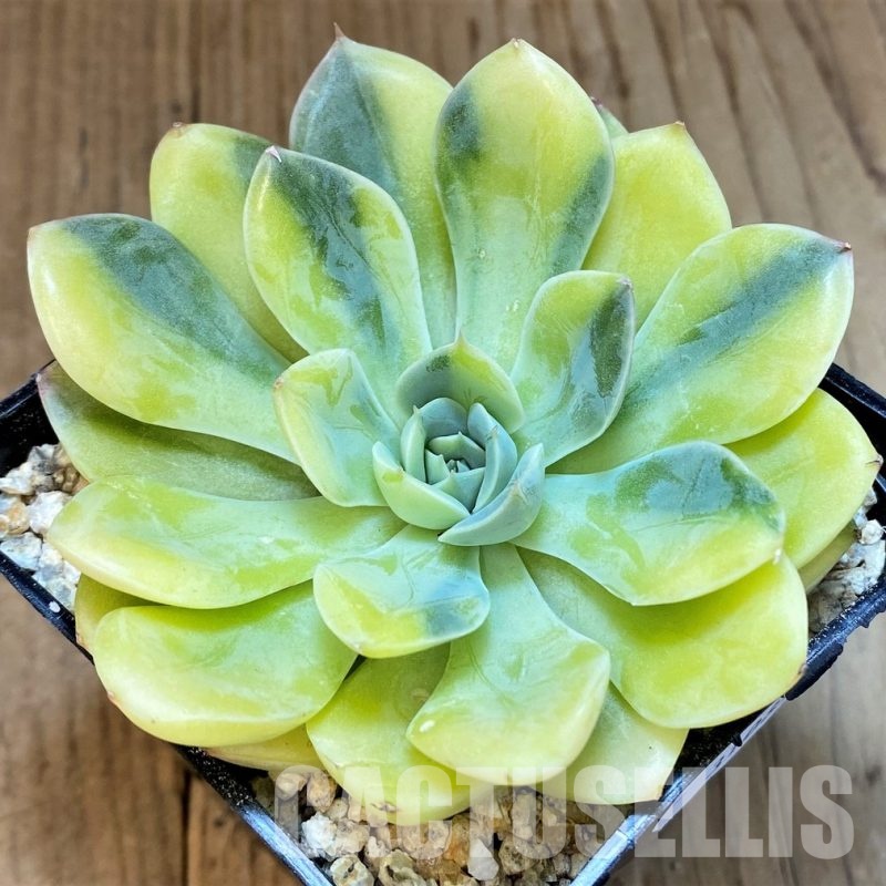 SH31089 Echeveria ‘Moon Fairy’