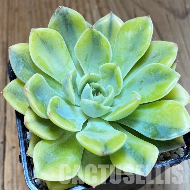 SH31090 Echeveria ‘Moon Fairy’
