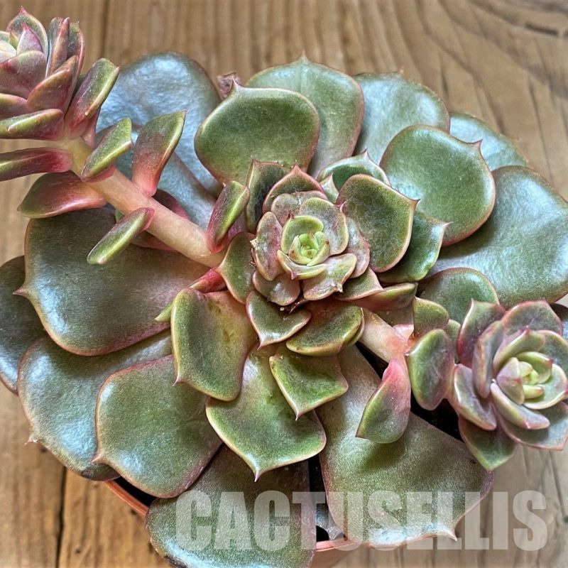 SH31091 Echeveria ‘Vampire Red Ball’