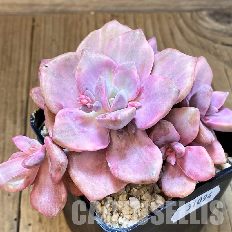 SH31094 Graptoveria ‘Mrs Richards’ f. variegata