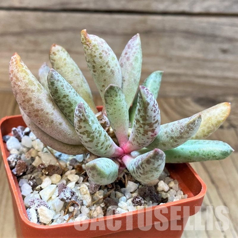 SH31058 Adromischus mammillaris 'Buffelspoort'