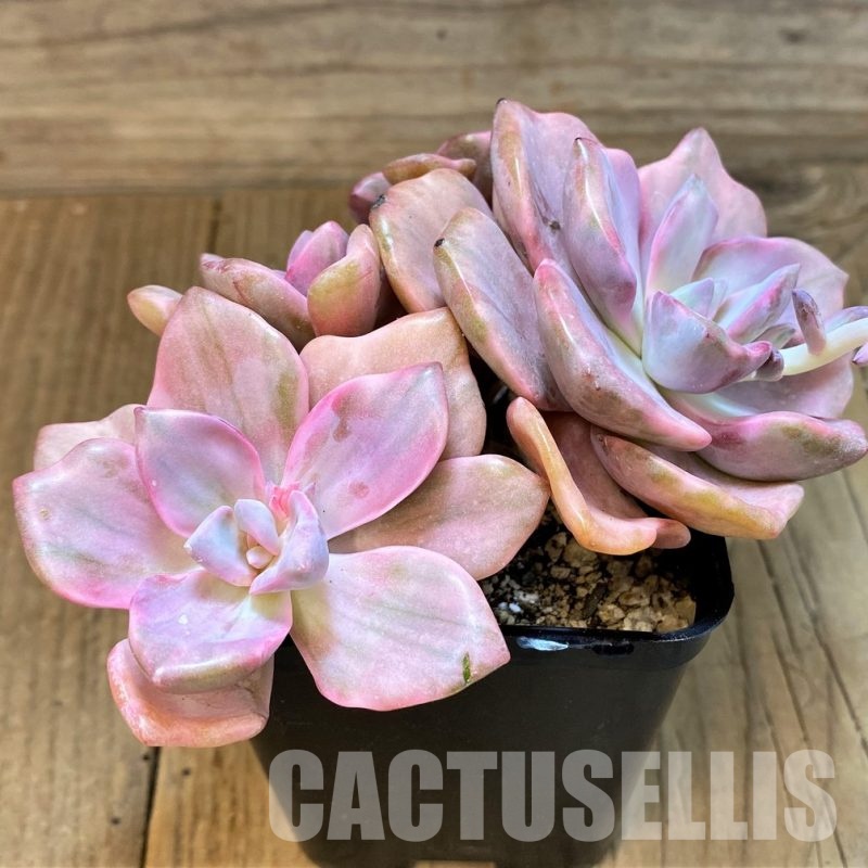 SH31095 Graptoveria ‘Mrs Richards’ f. variegata