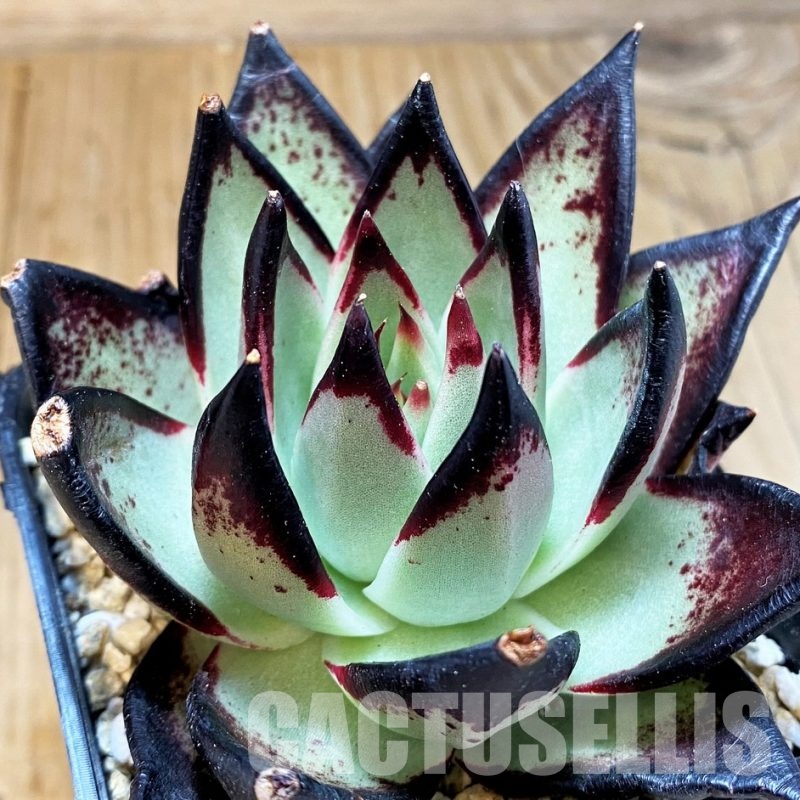 SH31097 Echeveria agavoides ‘Black Ebony’