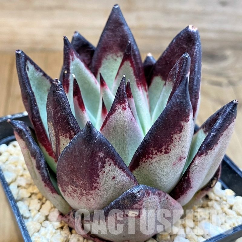SH31098 Echeveria agavoides ‘Black Ebony’
