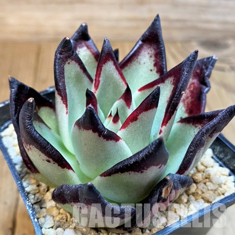 SH31099 Echeveria agavoides ‘Black Ebony’