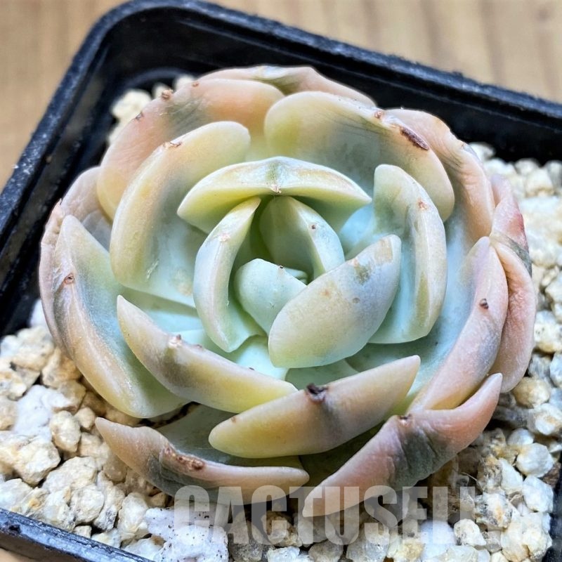 SH31103 Echeveria runyonii f. variegata