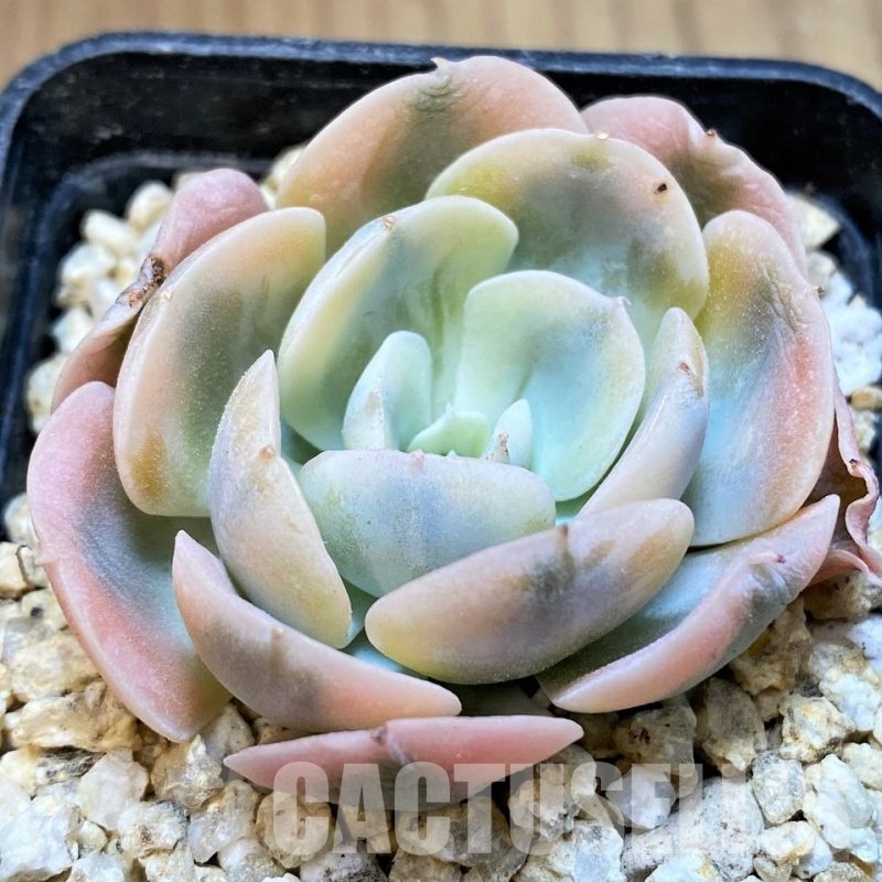 SH31104 Echeveria runyonii f. variegata