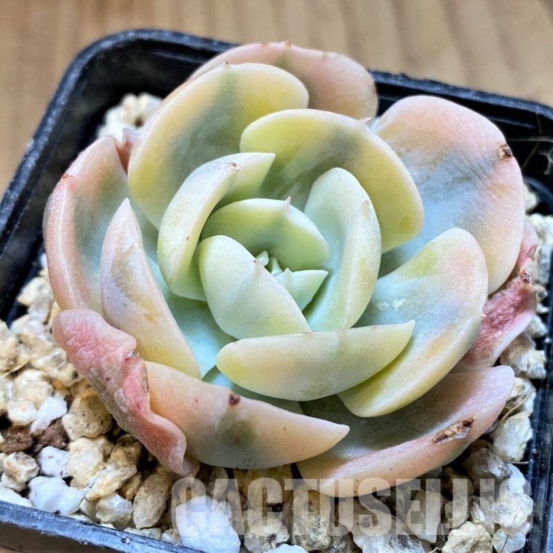 SH31105 Echeveria runyonii f. variegata
