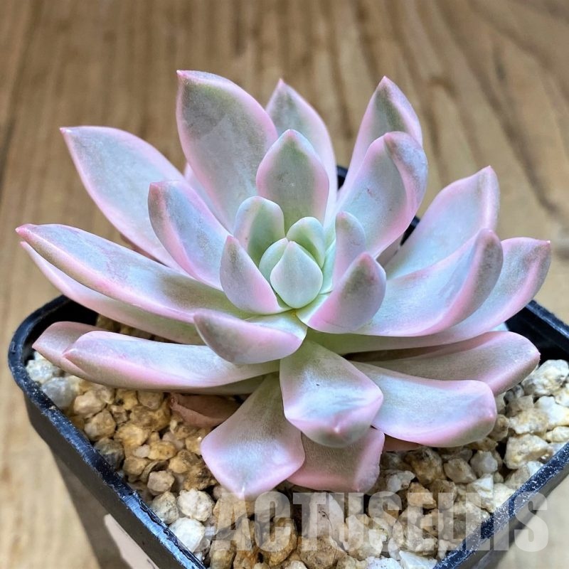 SH31107 Echeveria 'Blood Moon' f. variegata