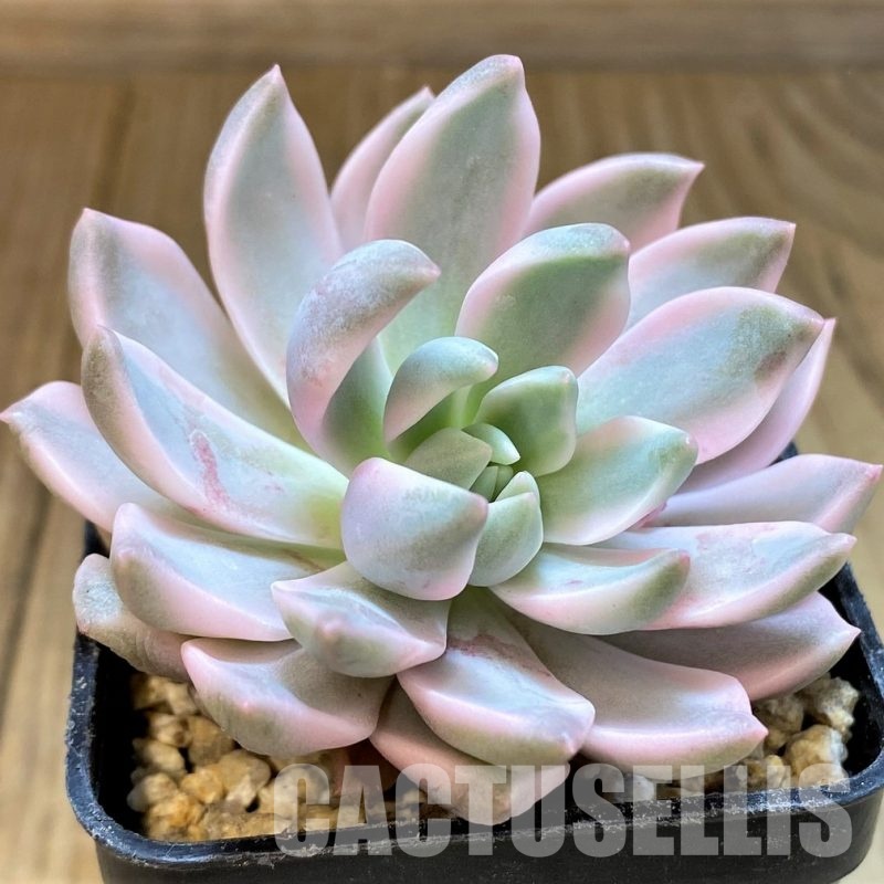 SH31108 Echeveria 'Blood Moon' f. variegata