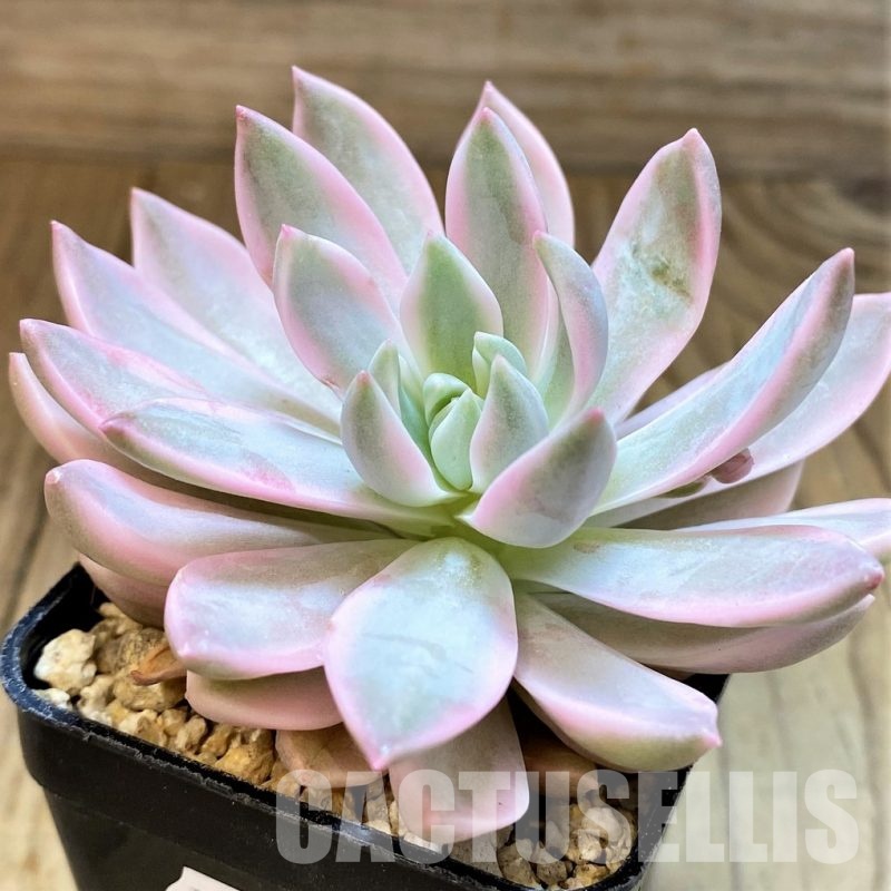 SH31109 Echeveria 'Blood Moon' f. variegata