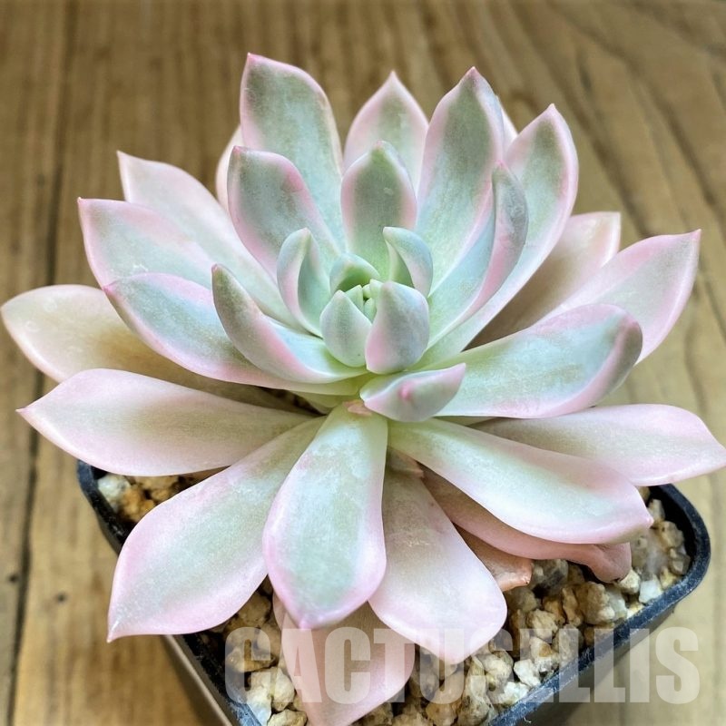 SH31110 Echeveria 'Blood Moon' f. variegata