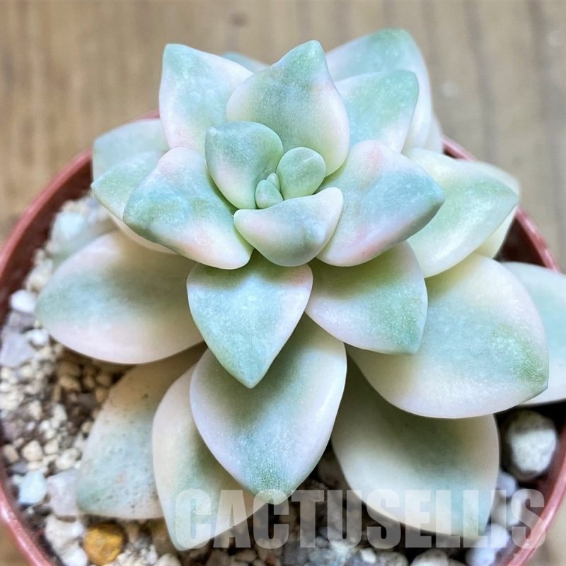 SH31111 Graptoveria ‘Titubans’ f. variegata