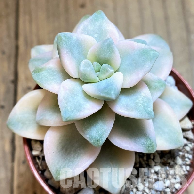 SH31112 Graptoveria ‘Titubans’ f. variegata