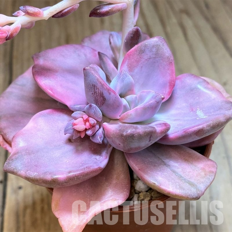SH31113 Graptoveria ‘Mrs Richards’ f. variegata