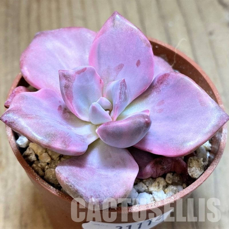 SH31114 Graptoveria ‘Mrs Richards’ f. variegata
