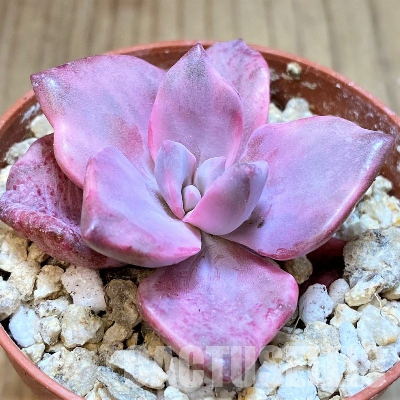 SH31115 Graptoveria ‘Mrs Richards’ f. variegata