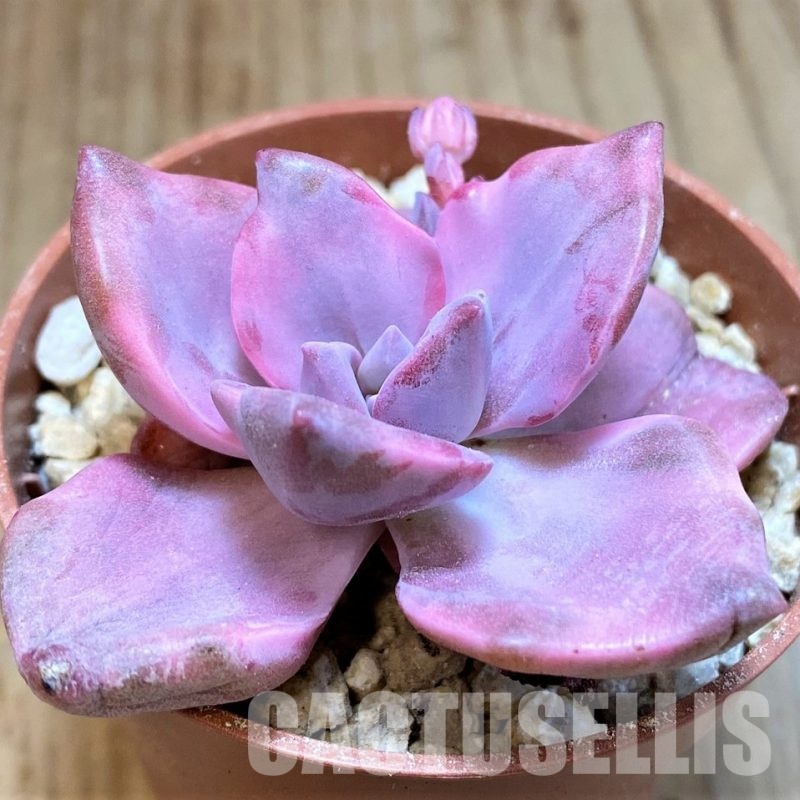 SH31116 Graptoveria ‘Mrs Richards’ f. variegata